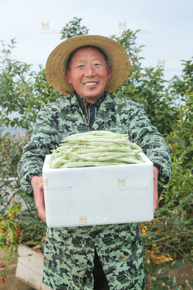 新鲜采摘的白芸豆角