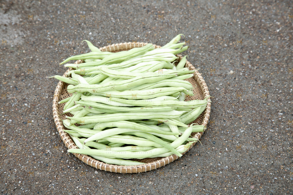 新鲜采摘的白芸豆角