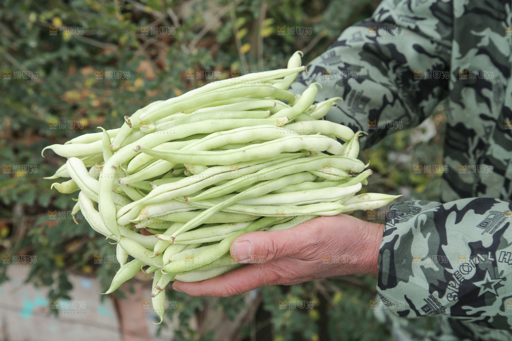 新鲜采摘的白芸豆角