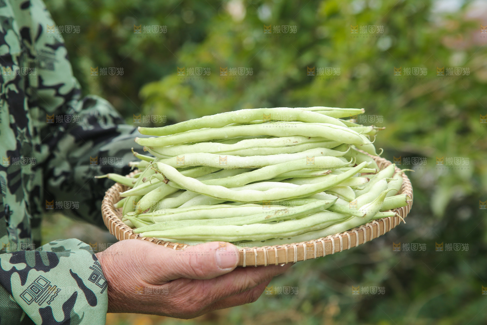 新鲜采摘的白芸豆角