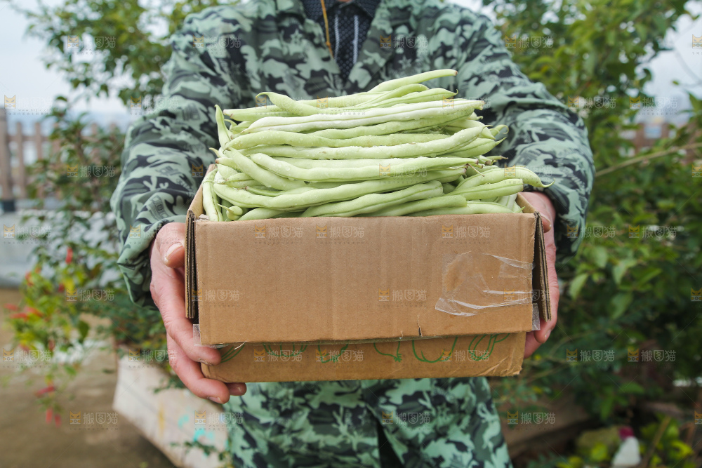 新鲜采摘的白芸豆角