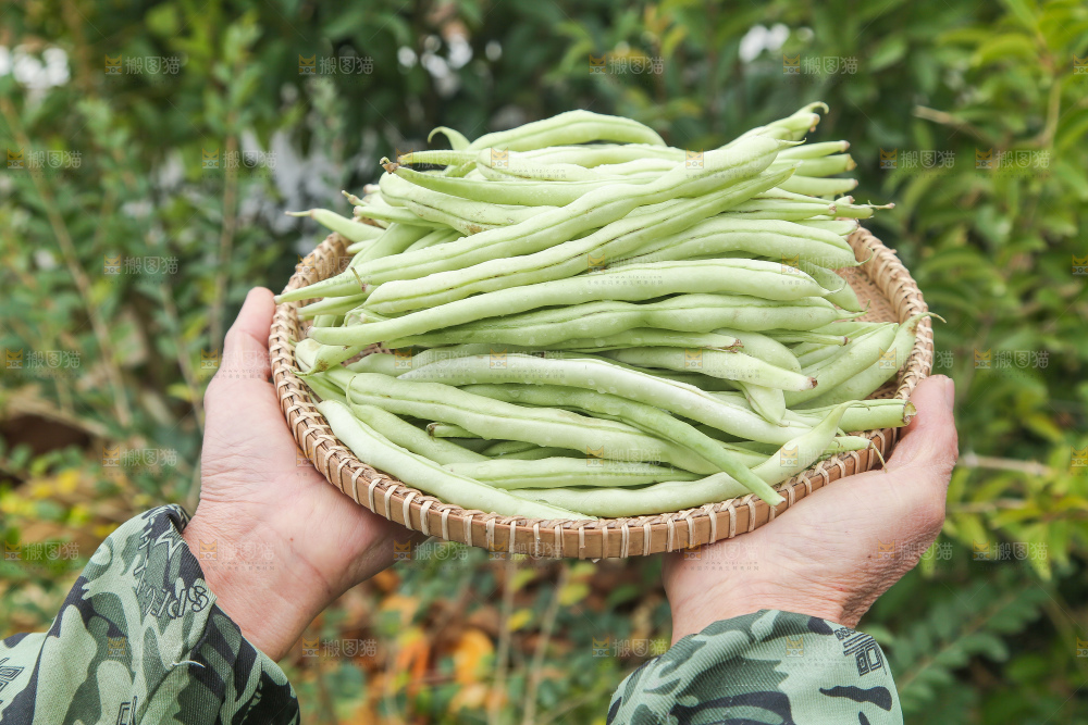 新鲜采摘的白芸豆角