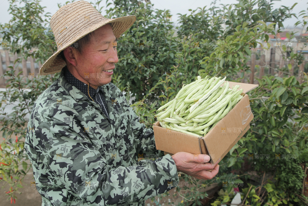 新鲜采摘的白芸豆角