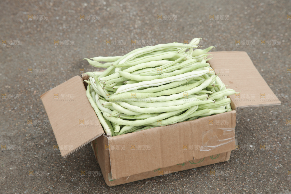 新鲜采摘的白芸豆角