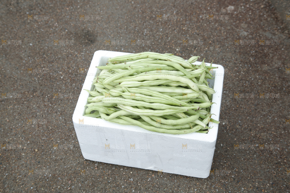 新鲜采摘的白芸豆角
