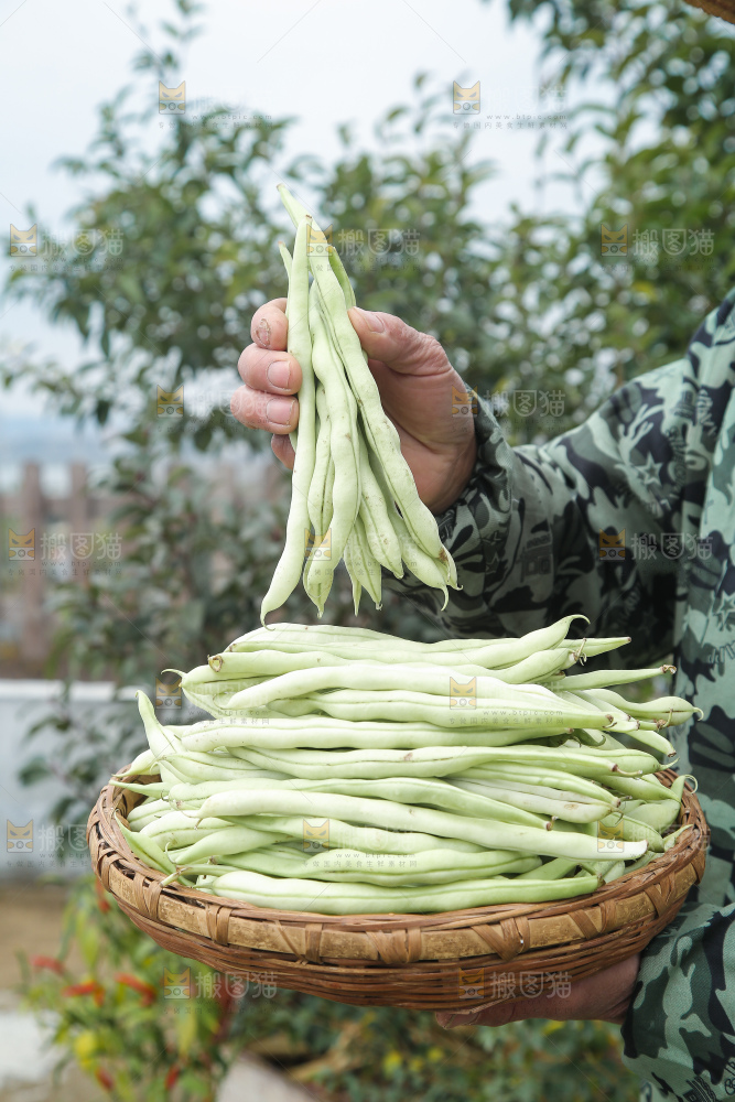 新鲜采摘的白芸豆角