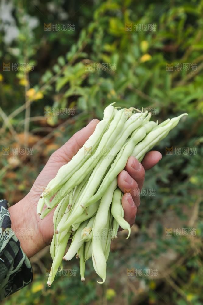 新鲜采摘的白芸豆角