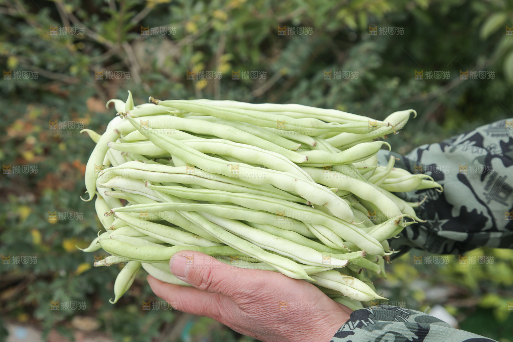新鲜采摘的白芸豆角