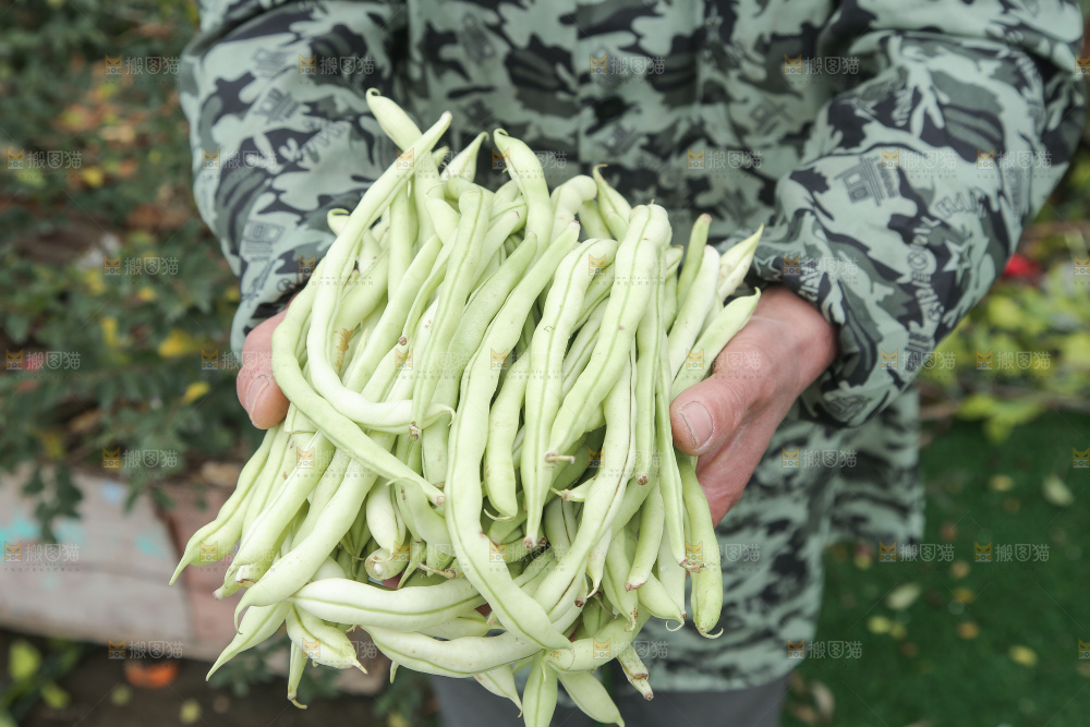 新鲜采摘的白芸豆角
