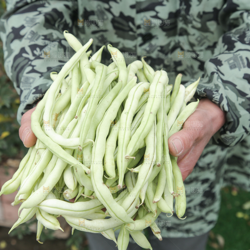 新鲜采摘的白芸豆角