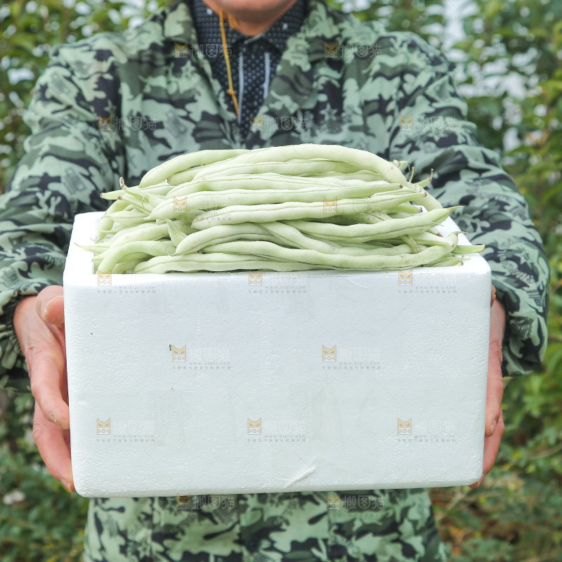 新鲜采摘的白芸豆角