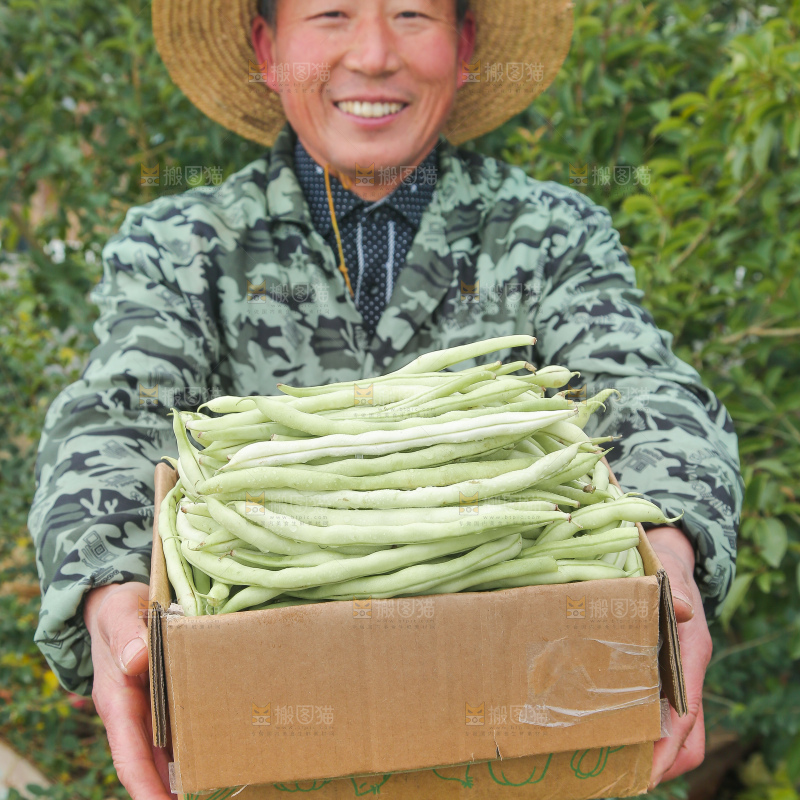 新鲜采摘的白芸豆角
