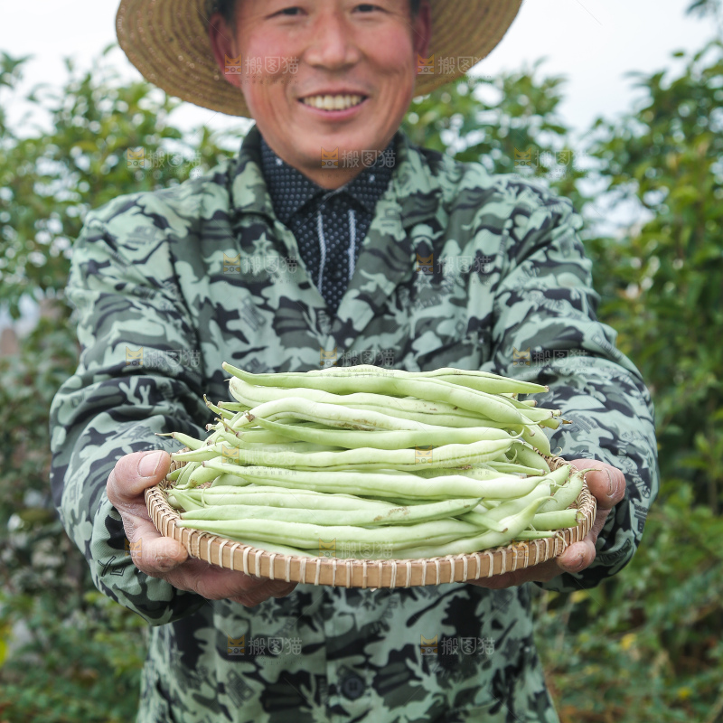 新鲜采摘的白芸豆角