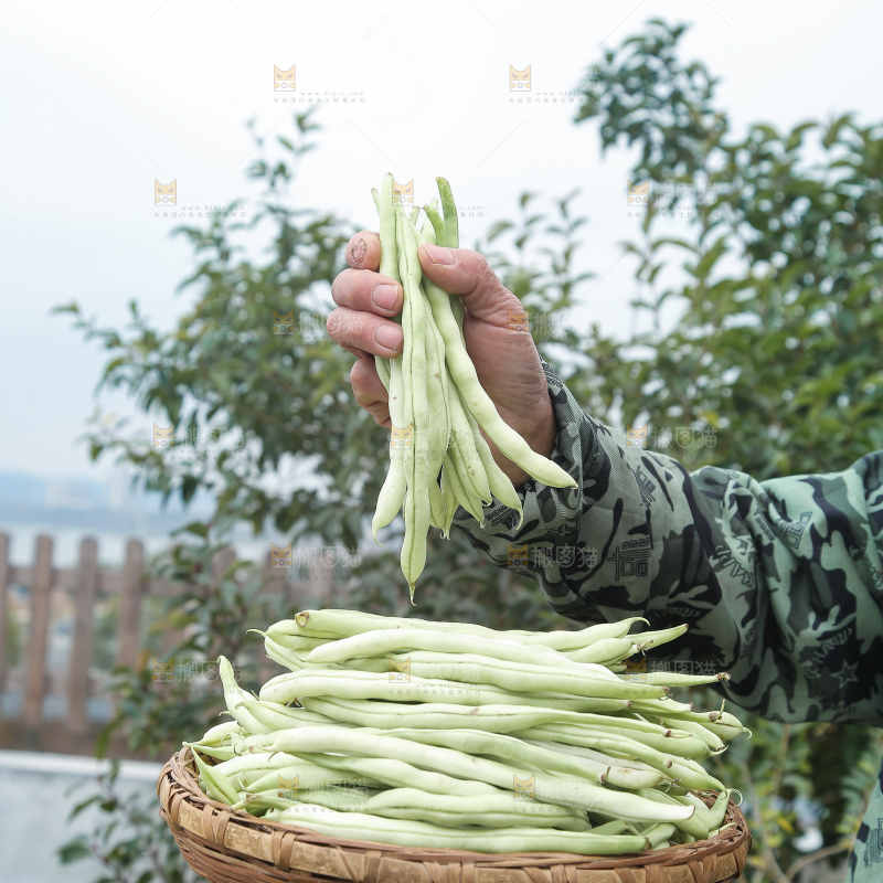 新鲜采摘的白芸豆角