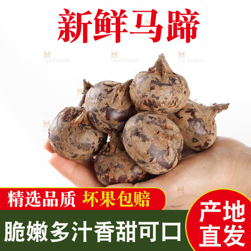 白底上的马蹄