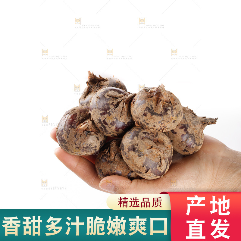 白底上的马蹄
