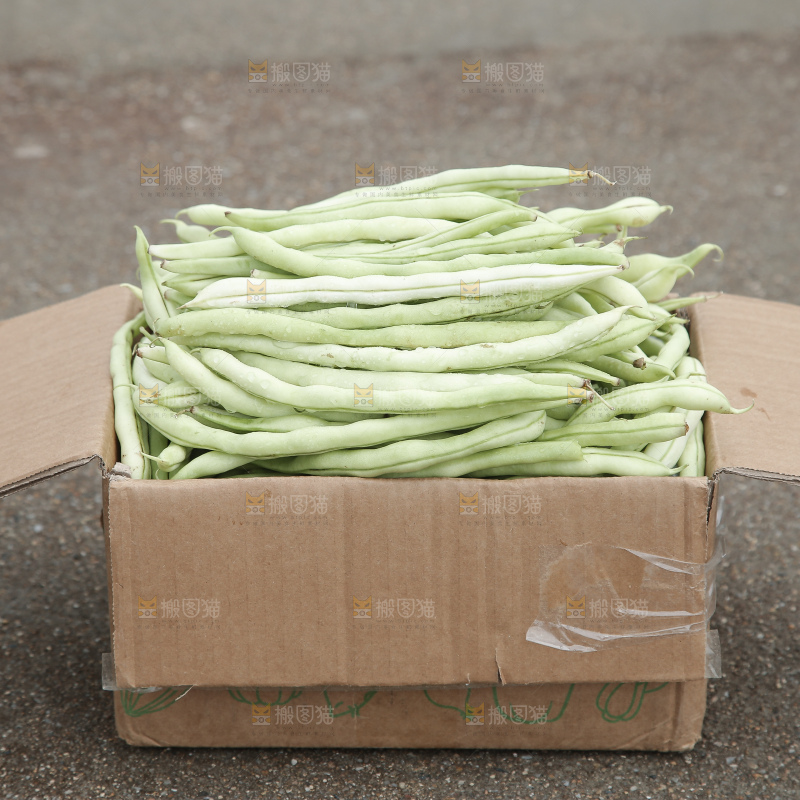 新鲜采摘的白芸豆角
