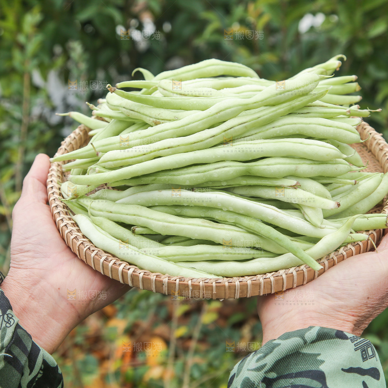 新鲜采摘的白芸豆角