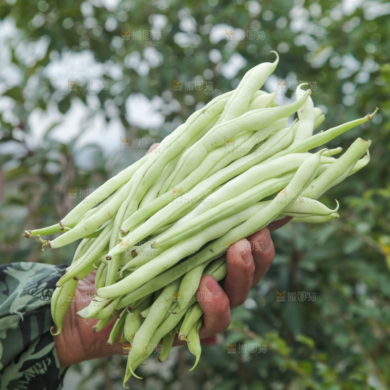 新鲜采摘的白芸豆角
