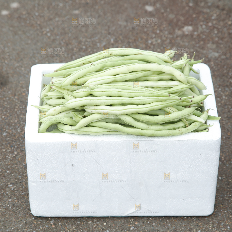 新鲜采摘的白芸豆角
