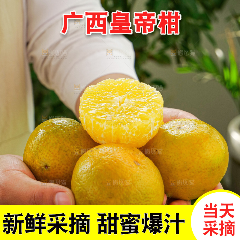 手里拿着皇帝柑
