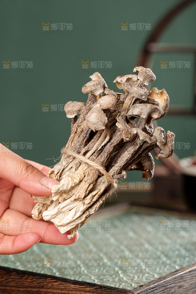 深底上的鹿茸菌
