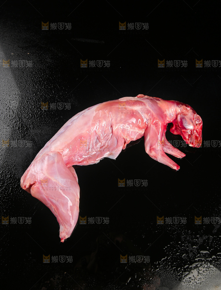 深底上的新鲜兔子