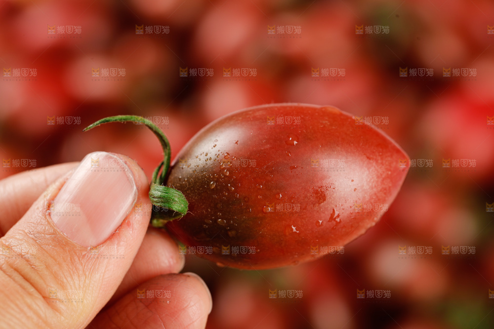 手里拿着混色小番茄