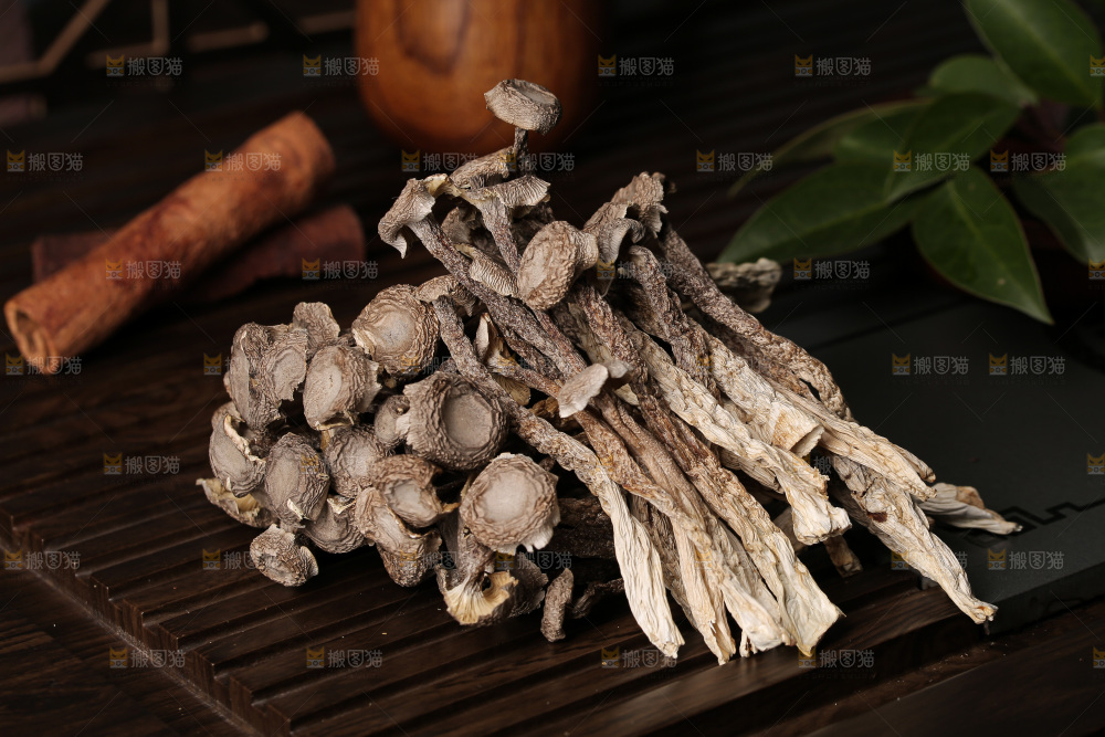 深底上鹿茸菇