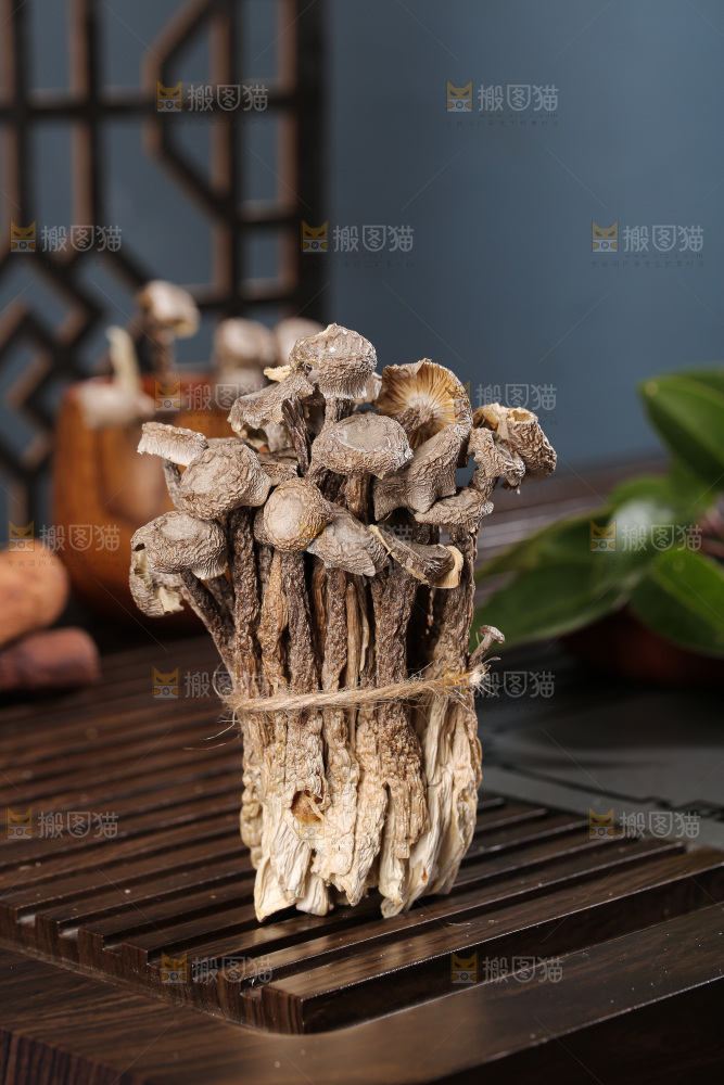 深底上鹿茸菇