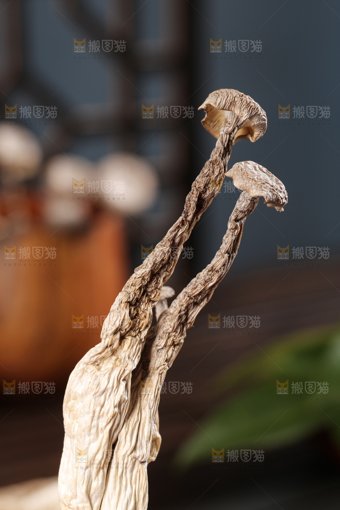 深底上鹿茸菇