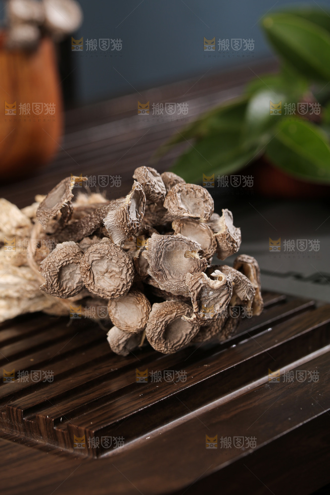 深底上鹿茸菇