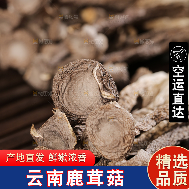 深底上鹿茸菇