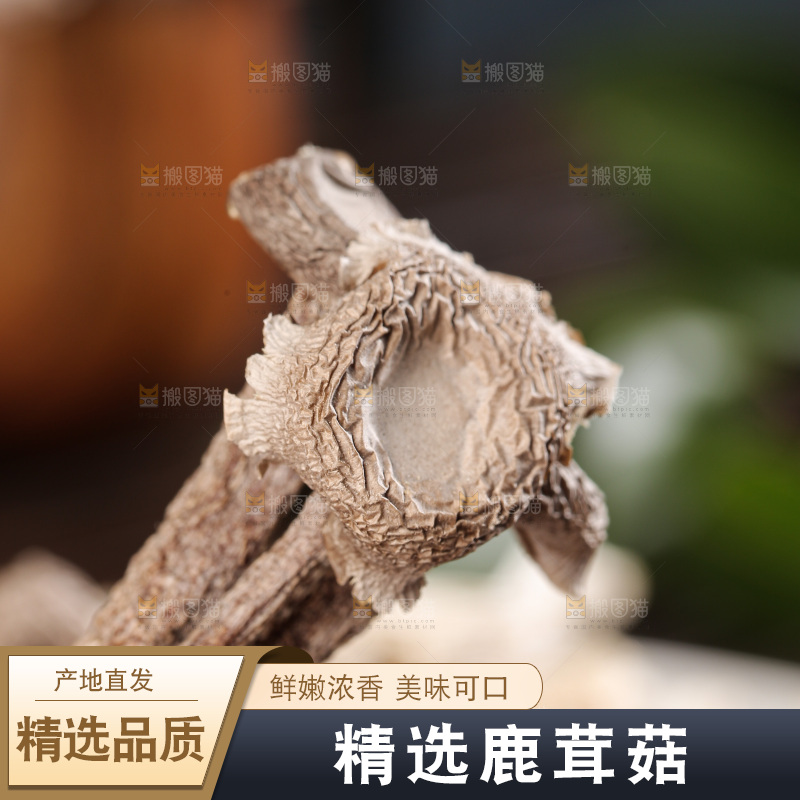 深底上鹿茸菇