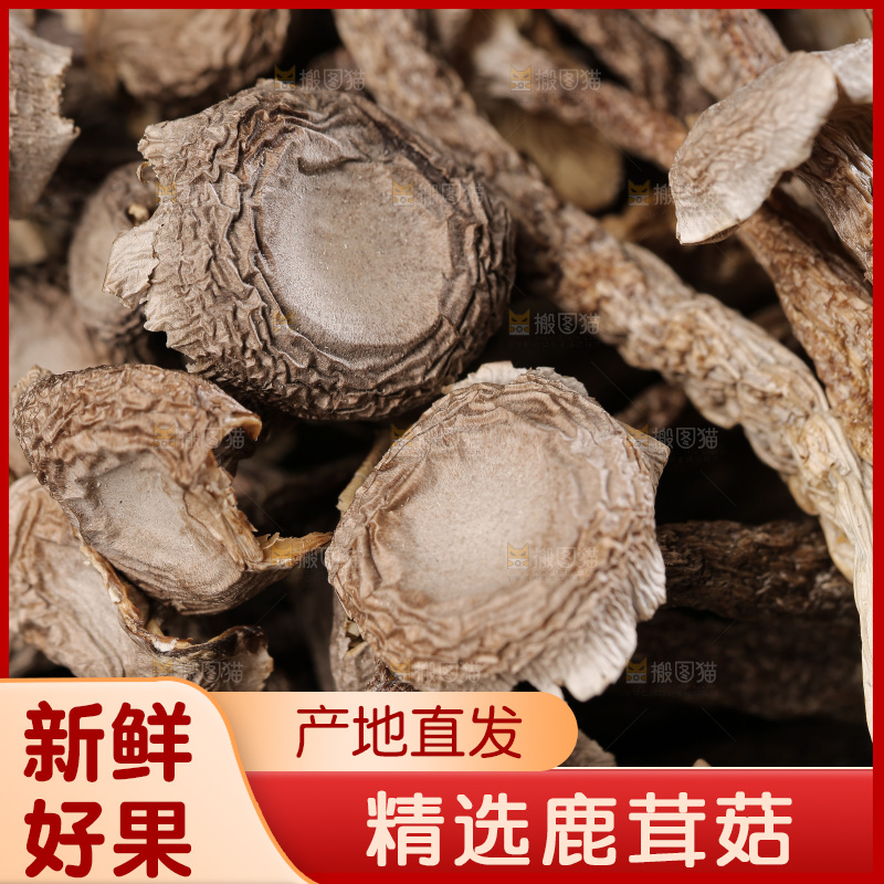 深底上鹿茸菇