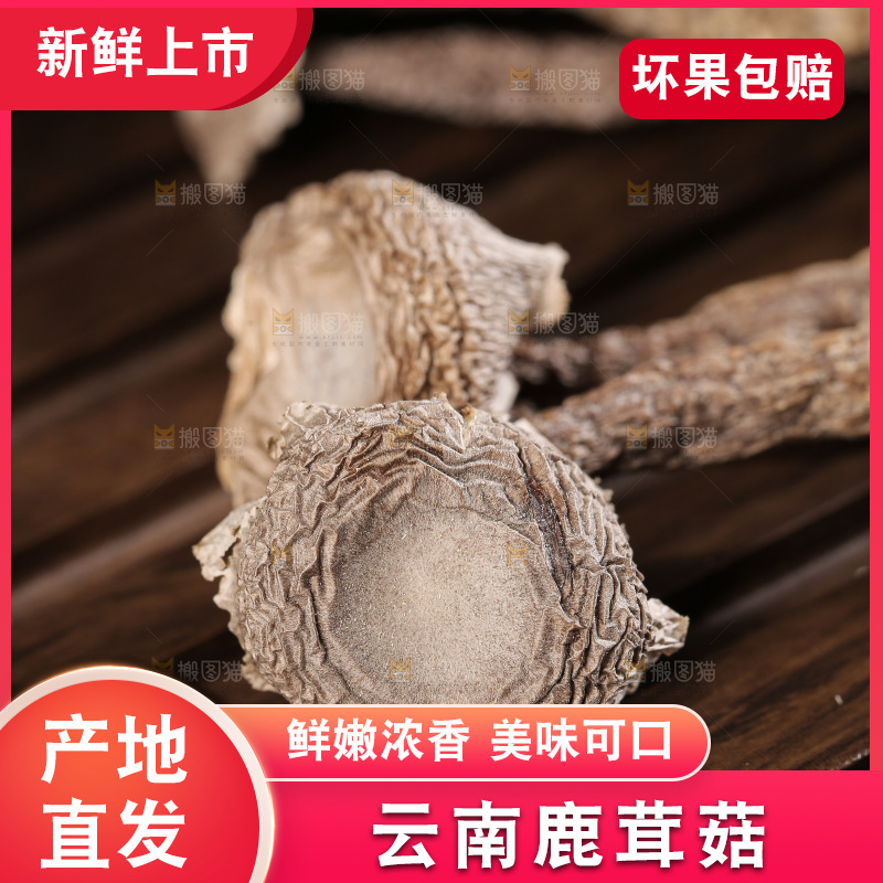 深底上鹿茸菇