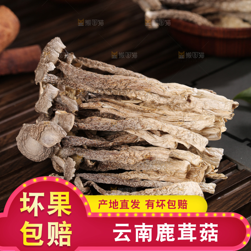深底上鹿茸菇