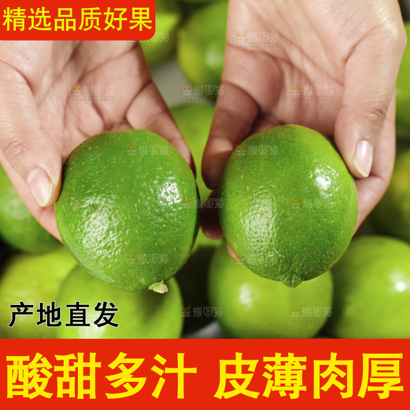 浅底上的小青桔