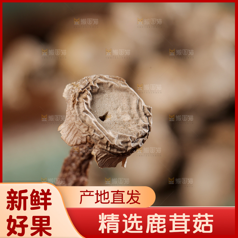 深底上的鹿茸菌