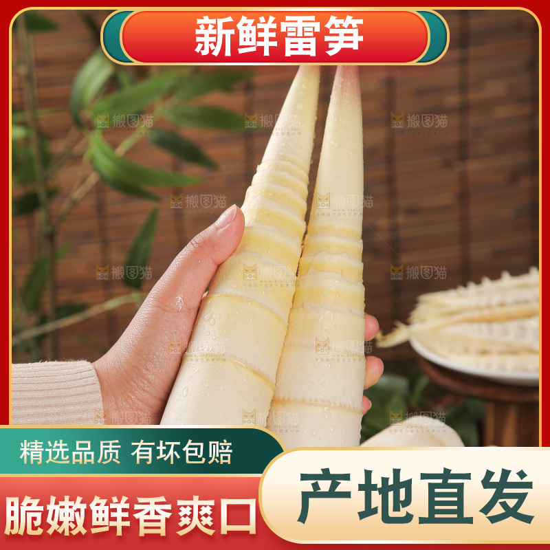 深底的雷竹笋