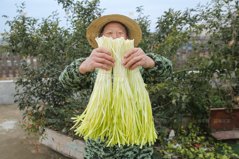 手上拿着新鲜韭黄