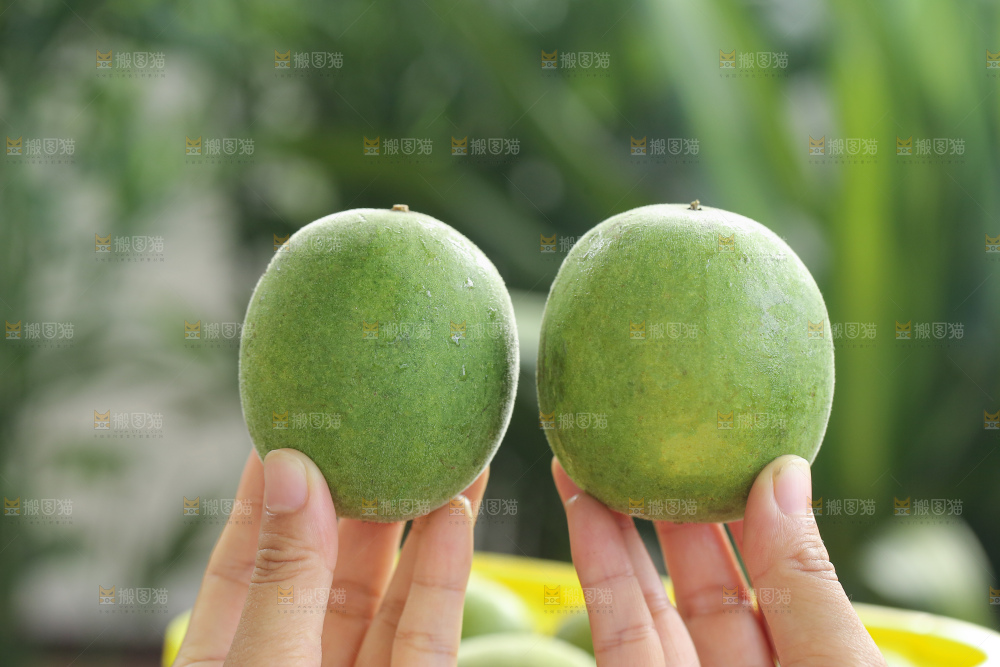 浅底上新鲜罗汉果