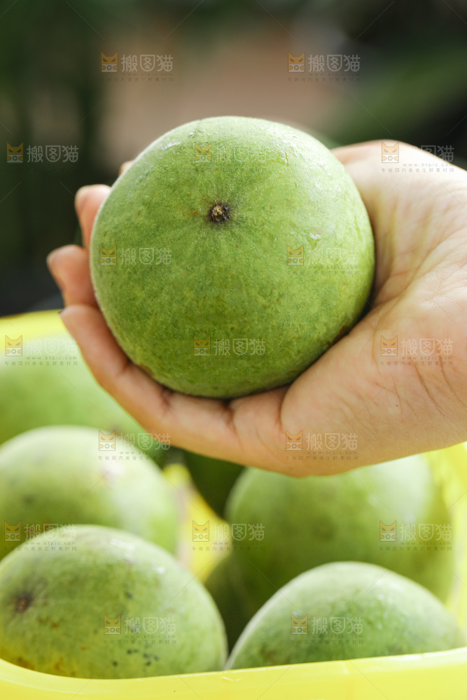 浅底上新鲜罗汉果