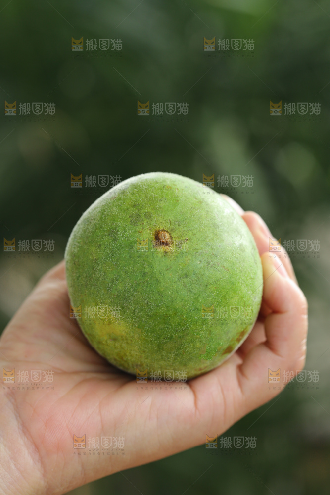 浅底上新鲜罗汉果