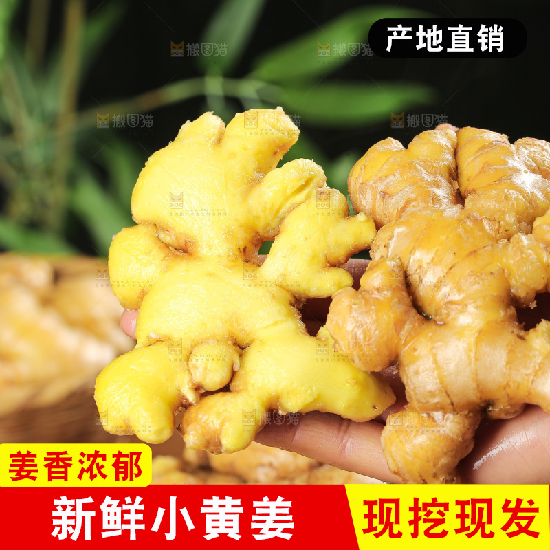 深底上的小黄姜