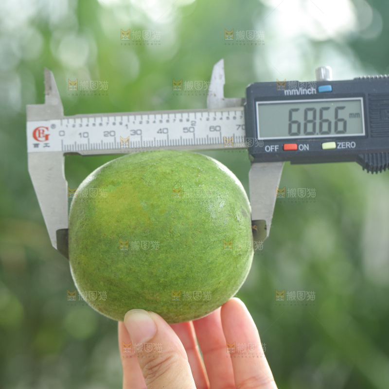 浅底上新鲜罗汉果