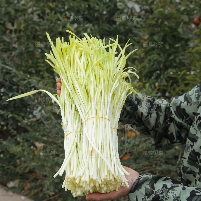 手上拿着新鲜韭黄