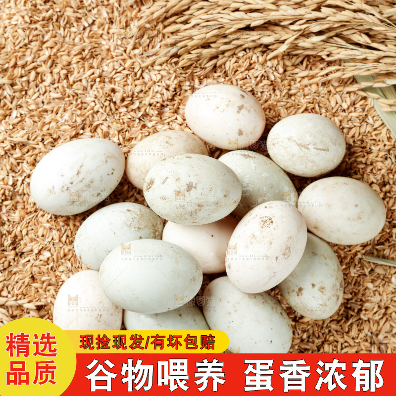 浅底上的鸭蛋