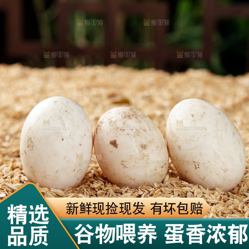 浅底上的鸭蛋