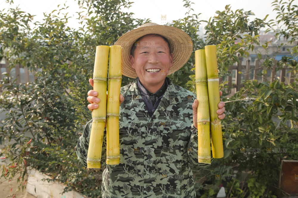 新鲜的青皮甘蔗